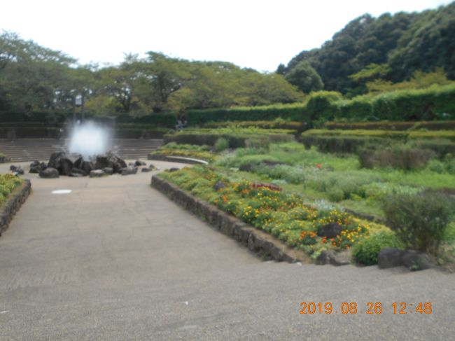 少し涼しくなってきたので四季の森公園内を散策してみました。<br />今までに何度か来ていますが 夏の暑い時期ははじめてで この時期に咲く花も楽しみでしたが 暑さのせいか思ったより少なかったのは少し残念でした。<br />緑区役所のすぐ横にある散策路から北口までの1キロ余りの散策路を通って 行きました。<br />北口のすぐ前には大きな池が広がっていて 池沿いの散策路を 緩やかな坂道を登っていくと じゃぶじゃぶ池 展望広場 ちびっこ広場から不動の滝に行きたかったのですが あまりにも急な坂道を下らないといけないので パスすることにしました。<br />回るところはまだまだたくさんありますが 地図を見てそろそろ元の入り口の方に戻る道の一つを選んで 紅葉の森から菖蒲園を通って コスモス畑がありました。入り口の近くにあった池の来た時とは反対側の道を通って 元の入り口近くにあるビジターセンターに立ち寄って展示物を眺めて 帰途につきました。
