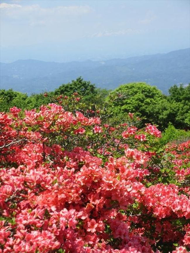 初夏の晴天に恵まれたこの日、室根山のツツジが満開と聞いて、家族でドライブに行きました。東北のツツジは徳仙丈山が有名で、以前見に行ったときには、大勢の観光客で賑わっていたので、室根山はどうなんだろうと思っていましたが、人混みは徳仙丈山ほどではありませんでした。また、ほぼ頂上近くまでバスが行くので、徳仙丈山に比べると歩くのは遥かに簡単でした。室根山山頂からの景色は素晴らしく、紅葉の時期で空気が清んでいれば、東北の山々を堪能出来ると思います。