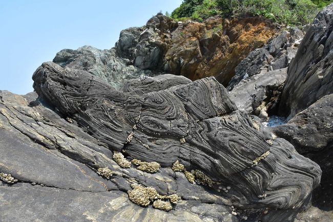 淡路島は瀬戸内海の東部に位置し、瀬戸内海では最大面積の島です。<br />平成10年（1998）明石海峡大橋が完成し、本州と淡路島のアクセスが画期的に変わりました。<br />今回の淡路島の旅は孫たち家族とともに休暇村「南淡路」に3日間泊まり、「吹き戻しの里」、「沼島の鞘型褶曲（ぬしまのさやがたしゅうきょく）」、「鳴門のうず潮」を訪れます。<br /><br />「吹き戻しの里」には、昔お祭りの夜店で売っていた「紙のピーヒャラ（吹き戻し）」の玩具工場があり、現在では国内で製造される吹き戻しの80%がここの製品です。<br />淡路島北部の本四仁井の近くに「吹き戻しの里」があり、工場見学と吹き戻しの製作体験ができます。<br /><br />沼島は淡路島南部にある島で、中央構造線の南側に位置し「三波川帯」の結晶片岩類でできていて、島の周囲に奇岩が見られ、特に鞘型褶曲（さやがたしゅうきょく）は地球内部の自然現象を表しています。<br />鞘型褶曲は、地殻変動による上下逆向きの流れの中で、流れの方向に円筒状に伸び、断面が木の年輪のように楕円状の模様（同心円状）を示した地層の曲がりです。<br />平成6年（1994）に発見された「沼島の鞘型褶曲」。肉眼で顕著に観察される例は非常に珍しく、3次元的にも観察でき、約1億年前の沈み込み帯内部の流動方向がわかる貴重な資料です。(*6)<br />見学は沼島の漁師さんが案内する「おのころクルーズ」を利用します。<br /><br />鳴門海峡は、瀬戸内海側と太平洋側の干満の差による「潮流の段差」と、場所による流れの速度差から「うず潮」が発生します。<br />その様子は大潮のときに顕著に現れ、訪れた日がちょうど大潮の時だったので海の自然現象が実感できます。<br /><br />なお、旅行記は下記資料を参考にしました。<br />・吹き戻しの里HPとパンフレット<br />・淡路ごちそう館御食国「淡路産玉ねぎのご紹介」<br />・休暇村南淡路HP<br />・*1 沼島総合観光案内所よしじん「沼島の遊ぶ・歩くを紹介」<br />・*2 地質学雑誌、前川寛和著他「兵庫県南端部、沼島に分布する三波川変成岩類から発見されたさや状褶曲」Vol.107,No.3,2001<br />・*3 沼島中学校HP、2001年度沼島を知る活動、自然史調査班「沼島はどのようにしてできたか」<br />・*4 偲フ花「沼島：鞘型褶曲」<br />・*5 大阪府立大学ハーモニー博物館、前川寛和著「沼島のさや褶曲－動く大地の痕跡－」<br />・*6 日本列島ジオサイト地質百選Ⅱ「南あわじの鞘型褶曲」、オーム社、平成22年5月25日<br />・南あわじ市商工会青年部「いぶし瓦の銀さん」<br />・淡路島発うずしおクルーズのパンフレット<br />・CEF南あわじウインドファームHP<br />・ウィキペディア「淡路島」「明石海峡大橋」「野島断層」「国衙」「淡路国」「大鳴門橋」<br />