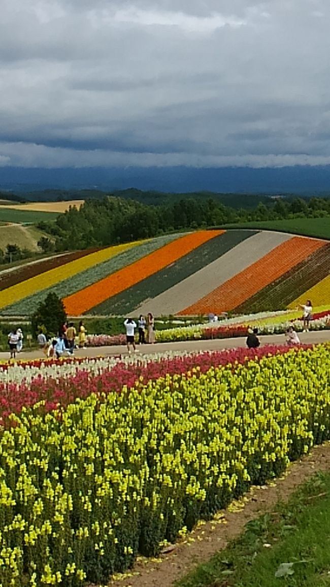 その2<br />今回旅行のメインです。北海道は数回旅行していますが、富良野や美瑛は今回初めてでした。富良野のラベンダー畑　美瑛の四季彩の丘や、青い池など最高に素晴らしい景色でした。北海道旅行2日目は今回の目的の富良野美瑛です。日帰りバスツアーなのでとても楽です。写真は良くないけれど、最高の思い出になりました。テレビドラマ「北の国から」もう一度見たいです。さだまさしさんの主題歌も大変良くて　よくユーチュブで聞いています。