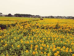 ディスカバー茨城★筑西市宮山地区のひまわり畑