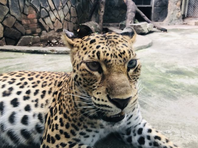 ホーチミンの動植物園へ行ってみる。しかしスコールに見舞われ、撤退。。。<br />夜はチワワと戯れる。
