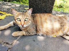 ２０１９夏旅エバー航空ビジネスクラスで台湾へ☆台湾の猫村「猴トン(ホウトン)」！