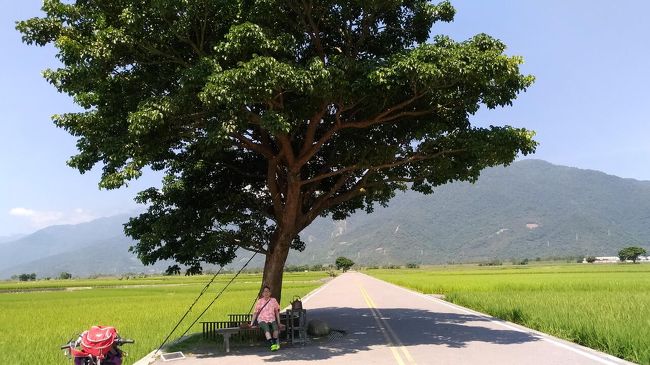 ３日目は池上へ。<br />お米の名産地ゆえ、ここのお弁当も楽しみの一つ。<br /><br />ただお天気が当日まで不安だったので、少し早起きして天気を確認してから普悠瑪のチケットをスマホで予約しました。ホテルから台東駅までタクシーで早目に到着するようにして、発車20分前までに切符を窓口で発券。スマホで提示できる予約のQRコードを見せればよいだけです。<br /><br />池上で借りた自転車は電動。普通の自転車より料金は高いけれど、この楽ちんさを知ってしまった今、私は、池上のサイクリングには、電動自転車をおススメします！<br /><br />池上便當は二か所で購入。食べ比べもできて、何より、サイクリングロード途中のお店で食べた豆皮は忘れられない美味しさでした。<br /><br />この日は３泊４日の旅の３日目。台北に戻るために初めて、台湾の国内線で台東→台北（松山）へ。<br />大人になってからは初めてプロペラ機（なのかな？）に乗りました～。<br />飛行機だとあっという間です。<br />