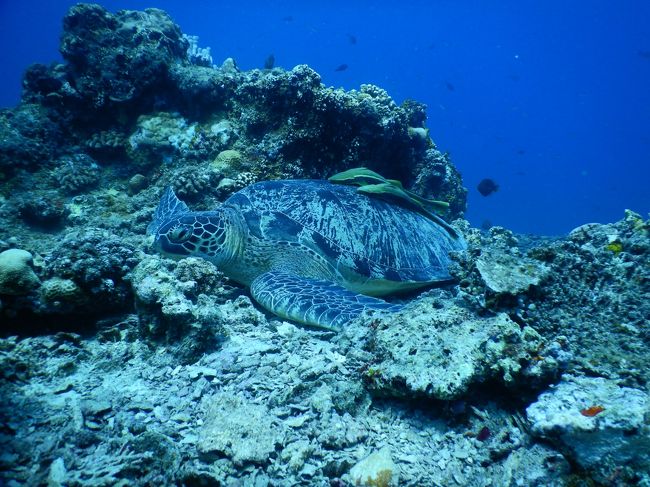 4回目のバリ島、初めてのひとり旅です。<br />今回はギリアイルまで足をのばしました。<br /><br />1日目…マニラ経由でバリへ<br />2日目…アメッドでダイビング(サヌール泊)<br />3日目…トランベンでダイビング(サヌール泊)<br />4日目…パダンバイからギリアイルへ<br />5日目…ギリアイルで2ダイブと散策<br />6日目…ギリアイルからサヌールへ<br />7日目…サヌールでのんびり。深夜便で帰国(マニラ経由)<br />8日目…羽田着