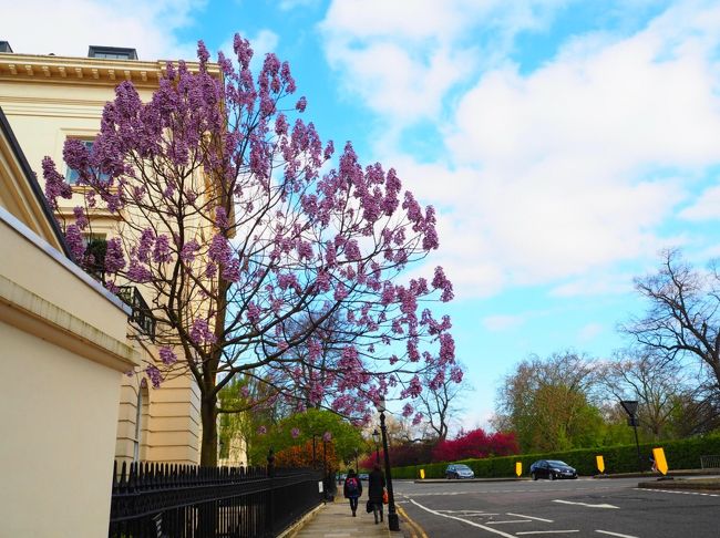 4月のロンドンは花咲く素敵な街でした。<br /><br />初めてのイギリス、初めての海外一人旅、初めての個人手配旅行……。<br />出発前は、楽しみ:緊張＝30:70でしたが、行ってみたら楽しい:緊張＝100:0<br /><br />ロンドンに7泊し、街歩き、ミュージカル、美術館を中心に気の向くままに過ごしました。<br />1日だけロンドンを離れて、ストークオントレントへ陶器旅♪<br />