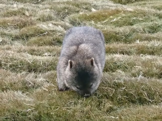 真夏の強い陽射しから逃げる様に 真冬の南半球タスマニアで野生動物を探した旅。シーズンオフの静かなクレイドルマウンテン公園で、一番のお目当てだったウォンバットにも会え、自然の中ハイキングを楽しみました。<br />旅程は シドニー市内観光を含む5泊8日でしたが、シドニーについては皆さんのたくさんの旅情報がありましたので、タスマニア州内に限って記します。<br />旅程<br />1日目 羽田発 <br />2日目 シドニー → ローンセストン(タスマニア)<br /> ヴァージンオーストラリア航空利用 <br /> ローンセストン市内泊<br />3-5日目 クレイドルマウンテン公園内泊<br />6-7日目 ローンセストン → シドニー<br /> シドニー市内泊<br />9日目 羽田着