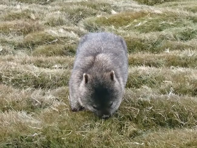 真夏の強い陽射しから逃げる様に　真冬の南半球タスマニアで野生動物を探した旅。シーズンオフの静かなクレイドルマウンテン公園で、一番のお目当てだったウォンバットにも会え、自然の中ハイキングを楽しみました。<br />旅程は　シドニー市内観光を含む5泊8日でしたが、シドニーについては皆さんのたくさんの旅情報がありましたので、タスマニア州内に限って記します。<br />旅程<br />1日目　 羽田発　<br />2日目　 シドニー　→　ローンセストン(タスマニア）<br />　　　　 ヴァージンオーストラリア航空利用　<br />　　　　ローンセストン市内泊<br />3-5日目　クレイドルマウンテン公園内泊<br />6-7日目　　ローンセストン　→　シドニー<br />　　　　シドニー市内泊<br />9日目　　羽田着