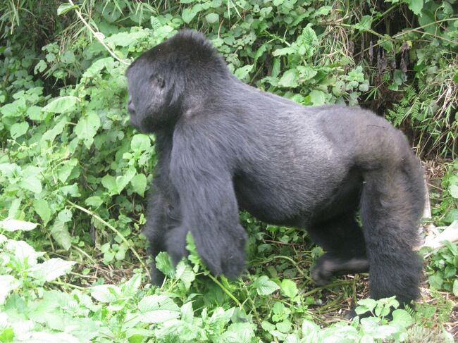 #2　動物を見にルワンダ・タンザニア２　-マウンテンゴリラに会いにトレッキング-