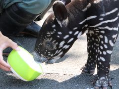 猛暑がぶり返した８月末に東武動物公園再訪（前編）赤ちゃんマレーバクのミルクタイムとお散歩が見たくて、予定を急遽変更