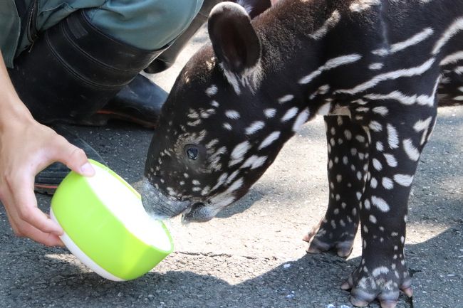 猛暑がぶり返した８月末に東武動物公園再訪 前編 赤ちゃんマレーバクのミルクタイムとお散歩が見たくて 予定を急遽変更 蓮田 白岡 埼玉県 の旅行記 ブログ By まみさん フォートラベル