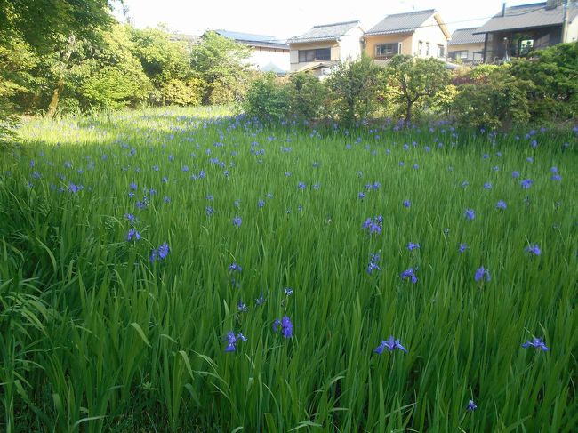 新シリーズ「路線バスで京都を歩く」。京都市の数多い路線バスでこれまた数多い見どころやグルメをレポートします。<br />※仕事の合間を縫って作成しているため、記事や写真は複数日にまたがっている場合があります。ご了承ください。<br /><br />★京都市を走る路線バス<br />(1)京都市営バス<br />最も主要な京都市内の交通機関。運賃230円均一の「均一系統路線」(系統番号が青地に白字で表示される。観光地を循環する100番台の楽バスも含む)、元京都市電の路線を引き継いだ「循環系統路線」(系統番号が橙地に白字で表示。201~208までのバス)、均一区間の外側を走り運賃が段階的に変わる「調整系統路線」(系統番号が白地に黒字で表示)などが運行される。<br />(2)京都バス<br />主に大原・貴船・鞍馬方面と嵐山・苔寺方面へ運行。市バスが運行されていないエリアをカバー。観光地が多いので年中混んでいる。<br />(3)京阪バス<br />主に京阪電鉄沿線で運行されている。京都市では山科区醍醐方面を網羅している。<br />(4)JRバス<br />JRが経営するバス路線。京都駅と高尾・周山を結ぶ路線がある。<br />(5)京阪京都交通<br />京都府南丹地区、向日市などで運行されており、京都駅と西京区を結ぶ路線がある。<br />(6)阪急バス<br />主に阪急沿線で運行されている。京都市では向日市と洛西ニュータウンを結ぶ路線がある。<br />(7)その他<br />プリンセスライン、ヤサカバス、京都らくなんエクスプレス、近鉄バス、京北ふるさとバスなどがエリア限定で運行されている。<br /><br />★路線バスで京都を歩く<br /><br />市バス4号系統で、北山&IN THE GREEN&深泥池&上賀茂神社&大田神社のカキツバタ<br />https://4travel.jp/travelogue/11535778<br /><br /><br />