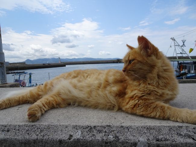 島めぐり猫めぐり 女木島男木島編 高松 香川県 の旅行記 ブログ By Nekoloveさん フォートラベル