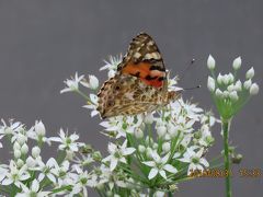 森のさんぽ道で見られた蝶(43)ニラの花に止まっているヒメアカタテハ、ベニシジミその他