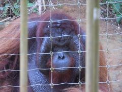 はじめてのマレーシア旅行　その２　ペナン島～ブキットメラ～セランゴール～クアラルンプール