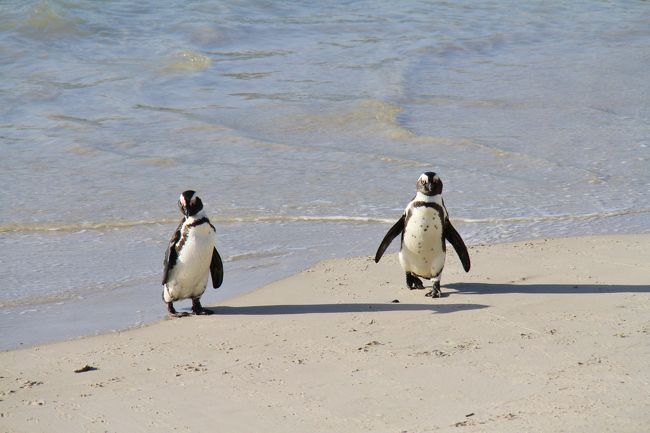 161. 弾丸アフリカ縦断政策 Day 4 ペンギンビーチと軽く街ぶら