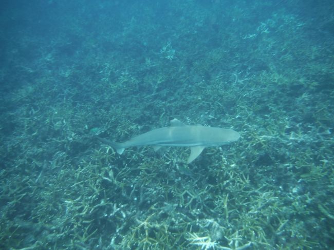 毎年来る夏休み。<br />いつもの年は早ければ1年以上前にエアアジアの格安チケットを購入して<br />早めに旅の計画を立てていたのですが、今回は出遅れて?<br />昨年は格安チケットを買いそびれてしまいました!<br />やはり、旅の計画をしてないと悶々とした思いや焦り?が出て<br />昨年末まで暇さえあればお盆のチケット探しの日々。同時に行先の選定!<br />やはりーーー『綺麗な海に行きたい!』という事で<br />前々から気になって、行きたいと思っていたマレーシアの離島・ペルヘンティアンに決定!<br />マレーシアのクアラルンプールはもう何度も行ったことがあったので、そこからなら行きやすい?かと。<br />チケットはJALマイレージも多少残っていたので、<br />東南アジアで少ないマイレージで行けるホーチミンまで片道を発券しました。そこから先と帰りは区間ごとに格安チケットを見つけて購入。<br />※1区間のみこれが後々仇となってしまいましたが。<br />帰りのクアラルンプールから東京まではレアなロイヤルブルネイ航空で帰国。<br /><br />ペルヘンティアン島までは結構大変な旅程&時間がかかりました。<br />でも、ヨーロッパ系、マレー系、インドネシア系の人達ばかりのリゾートで<br />他のアジア人(日本人も含めて)殆どおらず、<br />想像通りの海の綺麗さでのんびりと過ごすことが出来ました。<br /><br />旅程<br /><br />1日目 NRT17:50発⇒SGN21:55着(JL759)<br /><br /> ホテルで寝るだけ ホーチミン泊<br /><br />2日目 SGN11:00発⇒KUL13:55着(MH751) <br /> KUL16:30発⇒KBR17:30着(MH1396)<br /><br /> コタバル市内を散策 コタバル泊<br /><br />3日目 ペルヘンティアン島へ向けて移動 ペルヘンティアン島泊<br /><br />4日目 島内散策&ビーチでマターリ ペルヘンティアン島泊<br /><br />5日目 ボートスノーケルツアー参加 ペルヘンティアン島泊<br /><br />6日目 ビーチエントリーでスノーケル ペルヘンティアン島泊<br /><br />7日目 KBR17:40発⇔SZB18:45着(OD1267)<br /><br /> クアラルンプールへ向けて移動 クアラルンプール泊<br /> <br />8日目 KUL21:10発⇒BWN23:30着(BI874)<br /> <br /> クアラルンプール散策&東京へ <br /><br />9日目 BWN0:35発⇒NRT7:30着(BI695)<br /><br /> 乗り継ぎ・機中泊 帰京<br /><br /><br />旅費<br /><br /> 航空券<br /> 成田⇒ホーチミン(JAL) ¥7,910(特典航空券)<br /> ホーチミン⇒コタバル(MH) ¥10,130<br /> コタバル⇒クアラルンプール(スバン空港)(マリンドエア)<br /> ¥2,866(再度買い直し¥9,600)<br /> クアラルンプール⇒成田(ロイヤルブルネイ航空)¥18,824<br /><br /> ホテル<br /> ホーチミン:エラートブティックホテル ¥1,928(1泊)<br /> コタバル:OYO1151ダイヤモンドホテル ¥2,000(1泊)<br /> ペルヘンティアン島:Bayu Dive Lodge ¥13,496(4泊)<br /> クアラルンプール:YY38ホテル ¥2,237(1泊)<br /><br /> その他<br /> コタバル空港⇒市内(ホテル)<br /> (タクシー 15MYR≒¥390)<br /> コタバル⇒クアラブス<br /> (路線バス 6MYR≒¥156)<br /> クアラブス⇔ペルヘンティアン島<br /> (スピードボート往復 70MYR≒¥1,820)<br /> クアラブス⇒コタバル空港<br /> (乗り合いミニバス 25MYR≒¥650)<br /> クアラルンプールスバン空港⇒KLセントラル<br /> (KTM 15MYR≒¥390)<br /> KLセントラル⇒KLIA<br /> (エアポートバス 15MYR≒¥390)<br /><br /> <br />