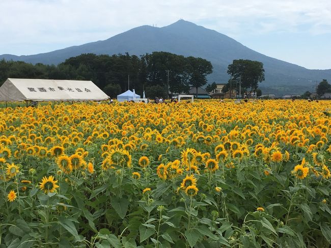 関東鉄道常総線に乗って、茨城県筑西市の「あけのひまわりフェスティバル」に行って来ました。<br />毎年8月下旬から9月上旬に開催され、今年は8月24日から9月1日でした。<br /><br />筑波山をバックに、4ヘクタール超えの広いひまわり畑に、100万本の八重ひまわりが見られて大満足でした。<br />最終日に行きましたが、まだまだ見頃の咲き具合で、とてもキレイな八重ひまわりでした。<br />