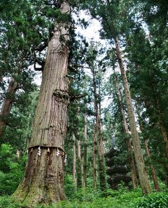 山形の国宝を観る旅＠出羽三山神社＊爺杉＊国宝 五重塔