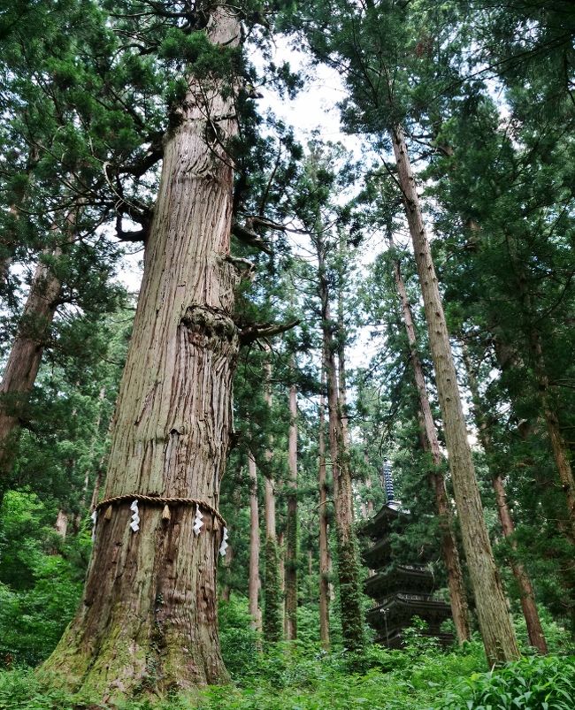 最後は山形県にある国宝<br />出羽三山神社の五重塔を見に行きます！<br /><br />------------スケジュール----------------<br />※■が今回の記事<br />11:20-12:00 山形県観光物産会館<br />12:30 西川本線料金所<br />12:57 湯殿山IC<br />13:27 酒田みなとIC<br />13:50-14:20 鳥海山大物忌神社 吹浦口之宮（出羽国一宮）<br />14:45-15:15 丸池様<br />15:30-15:45 鳥海山大物忌神社 蕨岡口之宮（出羽国一宮）<br />■17:00-17:35 出羽三山神社<br />■17:50 帰路に。<br /><br /><br />□出羽三山神社<br />□HP：http://www.dewasanzan.jp/publics/index/1/<br />□駐車場：あり<br />□御朱印：※8：30-16：30まで<br />□おみくじ：未確認