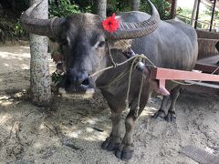 子連れ離島旅  2019夏休み☆2日目は竹富島へ☆