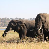 #39　南部アフリカ旅行１１　-チョベ国立公園でサファリ１日目-