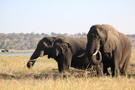 #39　南部アフリカ旅行１１　-チョベ国立公園でサファリ１日目-