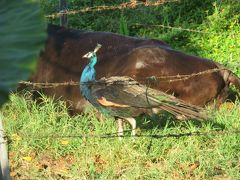 駆除され続け、今では目撃写真を撮ることが難しくなった黒島のインドクジャク♪渡り鳥のアカショウビン♪2019年７月八重山・黒島８泊９日１１７