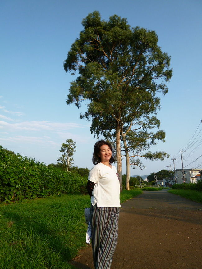 【妻と都立小宮公園を散策 八王子 2019/08/25】<br /><br />妻と浅川土手を少し歩き、都立小宮公園を散策しました。JR八王子駅を背にして、真っ直ぐ、浅川に向かって歩き、浅川に架かる橋：浅川大橋を渡ると、ひよどり山トンネルが見えてきます。このトンネルを潜らず手前の左側の石段を上がります。 再び直進すると、左手にわき道（ここを登ってもいけます）がありますが、更に直進して、トンネルを通り抜けると、左手に小宮公園があり、JR八王子駅から25分位です。<br />いつもは、トンネルの手前の石段を上がるのですが、今日は、直進して、正面の入り口から入り、帰りは石段を降りて帰りました。<br />小宮公園は、武蔵野の面影が残す雑木林と雑木林をめぐる木製の散歩道を楽しむことができます。散歩道は、花や鳥の名前が付けられた、しじゅうからの道、うぐいすの小道、タンポポの小道、ケヤキの小道などあり、どの道を通っても丘の山頂「ひよどり山」に行くことができます。公園内には、他に弁天池、雑木林ホールがあり、丘の山頂は草地広場になっています。公園には、ひときわ目立つユーカリの木があるユーカリ園や季節折々の花が見られるお花畑があり、色々楽しめる処です。<br />所在地： 〒192-0034 東京都八王子市大谷町