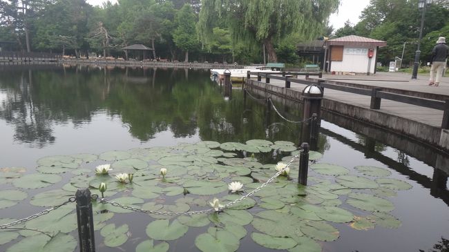 道東から引き上げて、最後の宿を取ったのが旭川。<br />NHKブラタモリに常盤公園が登場していました。番組の中では、戦前に軍人と市民がボートに乗って楽しむ様子が貴重な映像として紹介されました。<br /> 旭川は「北の守り」の拠点で、陸軍の第七師団が駐在していた軍都でもあったようです。軍人と市民の「和楽」のために作られたという常盤公園。そこに足を運んで、その場の空気を吸って見たくなりました。朝日が昇る前の早朝にホテルを抜け出して散策に出かけました。<br />