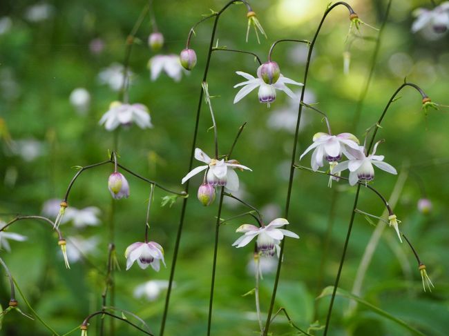 花の妖精　レンゲショウマの群生地　御岳山ハイキング