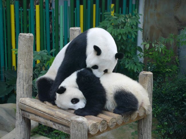 夏の旅①はKLでの2日目です。2日目はパンダを見に行くために、ZOOネガラにGrabで向かいました。<br />ZOOネガラは、シンガポールの動物園よりはコンパクトですが、動物が間近で見ることができ、パンダに至っては、飽きることなくパンダ舎で見ることができ感激しました。<br />マラッカからKLに移動して、1年ぶりのKLを楽しみました。<br />ホテルでのんびりと過ごす予定でしたが、ラウンジで虎汁を飲んでいる時間が多かったかな。。。。<br />稚拙な旅日記が、これからKLに行かれる方々の少しでも参考となればと思います。