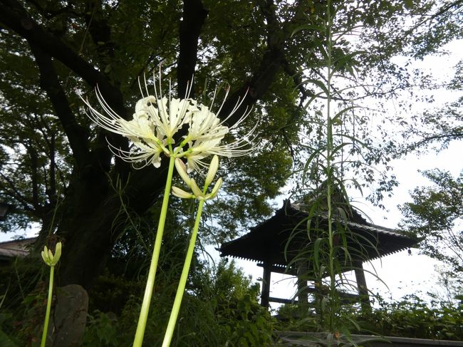 ９月になったので、太田市の「常楽寺」へ、彼岸花の咲き具合を見に行きました。白い彼岸花が咲き始めていました。蕾もあったので、花はまだ増えそうです。例年、黄色い彼岸花も早めに咲くのですが、この日は見られませんでした。赤い彼岸花（のような花）も咲いていましたが、普通の彼岸花とは雰囲気が違っていて、例えば赤い花びらの中央部に青紫の色がうっすらと見えています。普通の彼岸花が見頃になるのは、白から２０日後（お彼岸の頃）くらいだと思います。