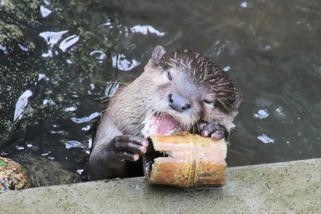 ９月に入った最初の日曜日。<br />この日は午前中に法事があったため、レッサーパンダ動物園に行く「パン活」は休みでしたが、午後から１～２時間くらい智光山公園は行けるのではないかとねらっていました！<br />智光山公園で楽しみなのは、やはり大家族となったコツメカワウソと、日本一長い72メートルあるテンジクネズミのお帰り橋、それから新しく開設されたケープペンギンの展示場と、打たせ湯の水風呂に入るカピバラです。<br />ただ、コツメカワウソのむしゃむしゃタイムは、前回年パスが切れる前に訪れた今年2019年３月のときは、14時から開始だったので、それには間に合わないと思っていました。<br /><br />到着したのは14時55分。<br />駐車場がほぼ満席に近く、臨時駐車場も使われていたし、園内からなにやら放送が聞こえてきて、賑わっている様子が駐車場にも伝わってきて、さすが夏休み最後の日曜日！と思いながら、年パスを更新して入園してみたら、コツメカワウソのパクパクの開始が14時45分に変更されていて、いま、ちょうど終わったところ！？<br />ということは、さっきの賑わいはそのせい！？<br />───いや、むしゃむしゃタイムのあとに、コツメカワウソたちは元気よく遊ぶし、眠る前に水気を取るためにアスファルトや丸太に体をくねくねさせる時間は見応え抜群なので、まだ間に合うはず！<br />と思って、急いだところ、ちょうど飼育員さんがエサの魚を展示場のあちこちに隠し終えて、最後に、めったに出せない生き餌のザリガニをプールに隠そうとする、ぎりぎりのタイミングでした！<br />おかげで１番目の楽しみは、ほぼフルコースをじっくり見られました！<br />来園者はたくさん集まっていましたが、２列目くらいから見ていられたし、お遊びタイムになった頃には、だいぶ人もまばらになりました。<br />この動物園ほどコツメカワウソが見やすいところは知りません。<br />現在は、午前中はしずくママのみ、午後はあきパパと男の子たち総勢８頭なので、コツメカワウソの迫力とわらわらたくさんいるところが見たければ、午後の方が見応えがあるのです。<br /><br />打たせ湯のカピバラは、残念ながら見られませんでした。<br />本日が今年のじゃぶじゃぶタイムの最終日でしたが、コツメカワウソを見終えた後に見に行ったときには、カピバラたちはもうプールの外に出ていて、早くバックヤードに帰りたいモードが入っていて、プールや風呂桶に戻りそうになかったからです。<br />というか、温泉プールには、だいぶ大きくなった水鳥の雛たちが占領していました（苦笑）。<br /><br />新しくできたケープペンギンの展示場「ペンギンビーチ」は、私が思っていた場所とは反対側にありました。<br />それほど大きくないですが、６羽の飼育ペンギンたちがゆったり過ごすには十分そうでした。<br />それに隣には、小さな子供が遊べる水場ができていました。<br />ペンギンビーチの開設は６月だったので、暑い日には水場で子供たちもたくさん楽しむことができたでしょう。<br /><br />テンジクネズミのお帰り橋も、もれなく楽しむことができました。<br />時間さえ間違えずに、５分前にスタンバイしていれば、賑わっていても、よいポジションは確保できますから。<br />ついでに、テンジクネズミを膝にだっこしたりして、ふれあいも楽しみました。ふれあい時間の終わり近かったので、大人の私が１人で参加できるくらい空いていたからです。むしろ期間限定のヒヨコのふれあいの方が、子供が多かったかも。<br />お帰り橋の方は、出発前に箱の中でみんなそろって同じ方向を見ながらそわそわしているところか、走ってくるところか、どちらを見るか選ばなくてはならないのが悩ましいですが、今回も走ってくるところを見ることにしました。<br /><br />最年長のブラジルバクのリリーちゃんの表敬訪問もできましたが、マーコールの赤ちゃんは見損ねてしまいました。<br />トカラヤギとヒツジは、今年６月に新たにヨーネ病にかかった個体がいたため、まだふれあいは中止でした。<br />他の子を押しのけるようにエサをねだった元気なヤギのハイジがいなくなってしまったし、ふれあいの中止がずっと続いているので、ヤギもヒツジも来園者が覗きにきても、寄ってくることはなくなりました。<br />ずいぶん頭数が減ってほんとに寂しくなりましたが、子ヒツジが２頭、すくすく育っているのと、新しいトカラヤギのメンバーがいることと、ヨーネ病にかからずにすんだ昔からの個体がまだいることは、救いでした。<br /><br />というわけで１時間半くらいの滞在となりましたが、小さい動物園ながら、今回も、とても楽しめました。<br />せっかく年パスを作ったことだし、また合間を見てぜひ行きたいです。<br />そのときは、もうヨーネ病の心配もなくなって、ヤギとヒツジのふれあいが再開しているといいな。<br />そしてまたかつてのような賑わいを取り戻せるといいな。<br /><br />智光山公園こども動物園の公式サイト<br />http://www.parks.or.jp/chikozan/zoo/<br />こどもとお出かけサイトの智光山公園こども動物園の紹介ページ<br />http://iko-yo.net/facilities/270/attractions<br /><br />＜タイムメモ＞<br />14:45　動物園前の駐車場に到着（駐車料無料）<br />14:50　年パスを作って智光山公園こども動物園に入園<br />14:55-15:25　コツメカワウソ<br />（むしゃむしゃタイム開始は14:45／準備を終えたのは15:00）<br />（午後は男子８匹・女子１匹は午前）<br />（むしゃむしゃタイムは15:10頃には終了）<br />15:25-15:30　ペンギンビーチ（2019年６月新オープン）<br />15:30-15:35　カピバラ<br />15:35-15:40　ブラジルバク（リリー）<br />15:40-15:45　ワオギツネザル（ボブ・サニー）<br />15:50-15:55　テンジクネズミとふれあい<br />16:00-16:05　テンジクネズミのお帰り橋<br />（５分前からスタンバイ）<br />16:05-16:10　ヤギ・ヒツジ<br />（ふれあいは中止）<br />16:10-16:20　ふれあい広場の猛禽類<br />16:20-16:25　サル山<br />16:30　動物園を出る（閉園16:30）<br /><br />＜これまでの智光山公園こども動物園の旅行記＞<br />14回目：2019年３月２日<br />「ひな祭りの智光山公園こども動物園～相変わらず楽しいコツメカワウソ一家と半ヶ月齢の子ヒツジちゃんとテンジクネズミのひな壇と桜バージョンのテンジクネズミのお帰り橋」<br />https://4travel.jp/travelogue/11465361<br />13回目：2019年１月４日<br />「新春2019・智光山公園こども動物園でコツメカワウソやモルモットの日本一の橋渡りにほっこり」<br />https://4travel.jp/travelogue/11442359<br />12回目：2018年９月１日<br />「初秋・雨降る前の智光山公園こども動物園～コツメカワウソの四つ子の赤ちゃんの成長ぶりが見たくて」<br />https://4travel.jp/travelogue/11397440<br />11回目：2018年８月11日<br />「智光山公園こども動物園の昼と夜：チビウソの４つ子はピーナッツ体型の可愛さ盛り～ちっちゃい足でダッシュするテンジクネズミのおかえり橋などもれなく楽しんだ昼＆めったに会えない動物に会えたナイトズー」<br />https://4travel.jp/travelogue/11389336<br />10回目：2018年７月８日<br />「海外旅行前日に智光山公園こども動物園の動物たちとふれあう」<br />https://4travel.jp/travelogue/11379881<br />９回目：2018年６月30日<br />「コツメカワウソの４つ子の赤ちゃんに会えたらいいなと車でちょっくら智光山公園こども動物園へ」<br />https://4travel.jp/travelogue/11375367<br />８回目：2018年５月26日<br />「動物たちに癒されたくてふらっと出かけた智光山公園こども動物園～水中で踊るように餌を獲っていたコツメカワウソやおかえり橋でそわそわのテンジクネズミたち～ブラジルバクの表敬訪問忘れた！」<br />https://4travel.jp/travelogue/11363684<br />７回目：2018年４月14日<br />「テンジクネズミのおちり行進を見に八重桜の智光山公園こども動物園へ～おかえり橋を反対側から見て見たら＆アキ・パパを筆頭に今回も元気なコツメカワウソ一家が見られた@」<br />https://4travel.jp/travelogue/11349233<br />６回目：2018年３月３日<br />「ひな祭りと世界野性動物の日の智光山公園こども動物園～テンジクネズミのひな壇に日本最長のお帰り橋やコツメカワウソとの握手会や温泉サルなど２時間でもハイライトを満喫」<br />https://4travel.jp/travelogue/11335961<br />５回目：2017年11月12日<br />「秋晴れの午後に車でさくっと智光山公園の植物園と動物園へ（後）子供たちがめちゃくちゃ元気なコツメカワウソ一家６匹に歓声がやまないこども動物園」<br />https://4travel.jp/travelogue/11302138<br />４回目：2017年８月11日<br />「2017年お盆の３日連休初日は自宅から最も近い智光山公園こども動物園へ（前編）コツメカワウソ特集：三つ子の赤ちゃんの泳ぎの練習が見たくて」<br />http://4travel.jp/travelogue/11270727<br />「2017年お盆の３日連休初日は自宅から最も近い智光山公園こども動物園へ（後編）マーコールの赤ちゃんや楽しいカピバラ・カップルや日本一長いテンジクネズミのおかえり橋とおうちにダッシュで帰るヤギほか」<br />http://4travel.jp/travelogue/11270740<br />３回目：2017年５月３日<br />「ゴールデンウィークは地元埼玉で過ごそう！（１）智光山公園こども動物園：GW中の県道の渋滞と駐車場を甘くみて車で向かったけど、コツメカワウソ親子のむしゃむしゃタイムに間に合った＆羊の毛刈りでポポちゃんお疲れさま！」<br />http://4travel.jp/travelogue/11240506<br />２回目：2017年２月25日<br />「智光山公園こども動物園～我が家に一番近い動物園はいま～コツメカワウソが３頭家族に！＆モルモットの雛壇」<br />http://4travel.jp/travelogue/11219161<br />１回目：2016年３月６日<br />「久しぶりに自転車でのんびり智光山公園へ（後編）こども動物園：レッサーパンダはいないけど、日本最高齢のブラジルバクのペアに会いたくて～モルモットの橋渡りは日本最長21m！」<br />http://4travel.jp/travelogue/11110633<br /><br />※これまでの動物旅行記の目次を作成済。随時更新中。<br />「動物／動物園と水族館の旅行記～レッサーパンダ大好き～　目次」<br />http://4travel.jp/travelogue/10744070<br /><br />※こども動物園を含むこれまでの智光山公園の旅行記のURL集はこの旅行記の末尾にまとめました。<br />