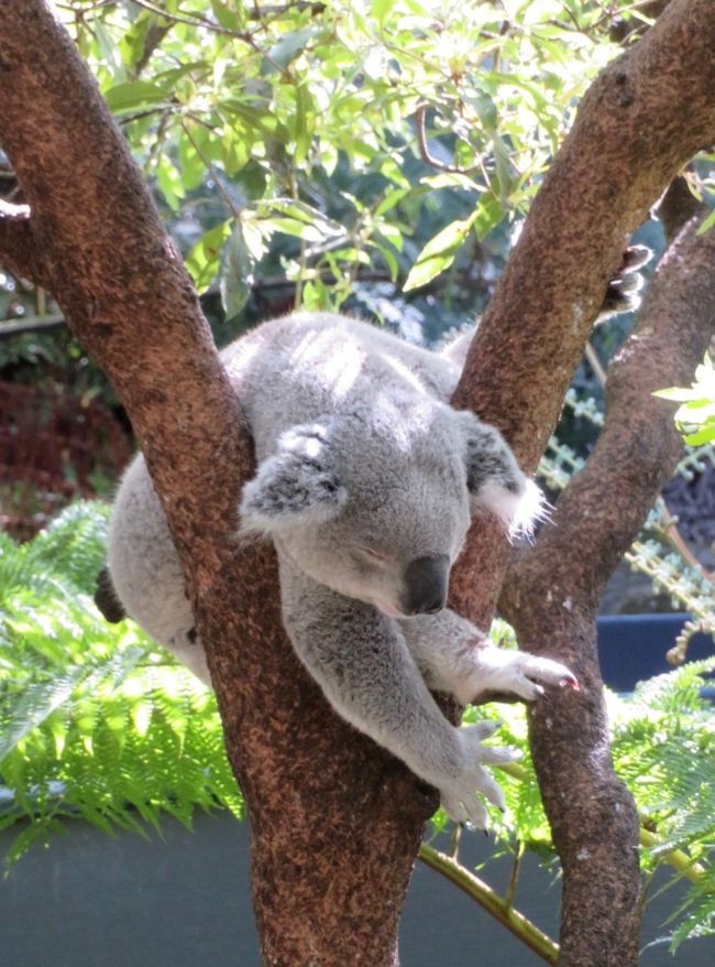 2019年 8月<br /><br />初シドニー観光の最終日。<br />コアラに会うために、タロンガ動物園に行きます！<br /><br />**********************************************<br />= 旅程 =<br /><br />● 8/7（水）<br />【 JL771 】B787-9（飛行時間9時間50分）<br />成田 19:20 発 ビジネスクラス(D)<br /><br />● 8/8（木）シドニー 6:10 着<br />旅行記(1) https://4travel.jp/travelogue/11537424<br /><br />【 JQ660 】A320（飛行時間3時間30分）<br />シドニー 10:40 発 → ウルル 13:40 着（のところ15時着） <br />《 Desert Gardens Hotel 泊 》<br />旅行記(2) https://4travel.jp/travelogue/11537549<br /><br />● 8/9（金）<br />ウルル日の出ツアー参加、その後 登山チャレンジ！<br />《 Desert Gardens Hotel 泊 》<br />旅行記(3) https://4travel.jp/travelogue/11632177<br /><br />● 8/10（土）<br />【 JQ661 】A320（飛行時間3時間）<br />ウルル 14:15 発 → シドニー 17:45 着<br />《 Sheraton Grand Sydney Hydepark 泊 》<br />旅行記(4) https://4travel.jp/travelogue/11615488<br /><br />● 8/11（日）<br />半日市内観光ツアー参加<br />《 Sheraton Grand Sydney Hydepark 泊 》<br />旅行記(5) https://4travel.jp/travelogue/11537571<br /><br />● 8/12（月）★<br />タロンガ動物園 他<br />《 Quality Hotel CKS Sydney Airport 泊 》<br />旅行記(6) https://4travel.jp/travelogue/11537573<br /><br />● 8/13（火）帰国<br />【 JL772 】B787-9 ビジネスクラス(D)<br />シドニー 8:15 発 → 成田 17:45 着<br />旅行記(7) https://4travel.jp/travelogue/11537577<br /><br />＊ウルルとシドニーは30分の時差<br />＊シドニー / ウルル往復のジェットスターは、LCCなのに、一人 AUD899 (約7万円)もした！<br />＊JAL航空券は、エコノミーだと 成田/シドニー/エアーズロック(JAL＋ジェットスター)で一度に申し込めるが、ビジネス指定だと 成田/シドニー間しか取れないため、シドニー/エアーズロック間は別予約になる。<br /><br />【 為替 】1AUD オーストラリアドル＝約75-80円　<br /><br />【 表写真 】落ちそうで落ちないコアラくん（爆睡中w）