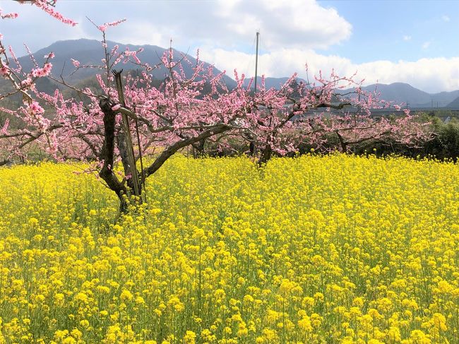 山梨の桜と桃のお花見<br /><br />一日目　　身延山久遠寺　→　わに塚の桜（韮崎市）→　山高神代桜（北杜市　実相寺）→　御射鹿池　（蓼科温泉泊）<br /><br />二日目　　イトザクラ（甲州市　慈雲寺）　→　桃畑（笛吹市）→　河口湖畔　→　新倉山浅間公園