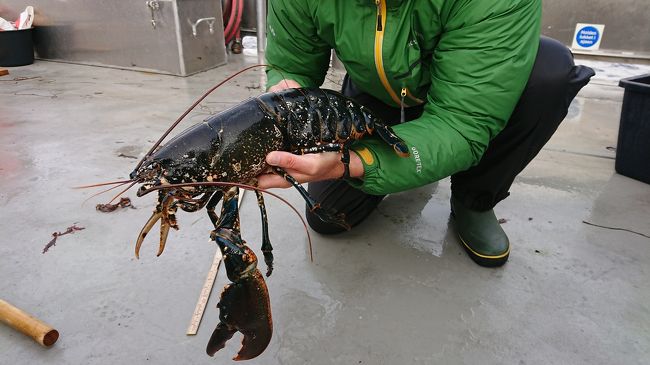 今日は縁あって、krageroの環境保護団体のロブスター生息数調査に同行させてもらいました！群島サービス船に乗船してJOMFRULAND近くのフィヨルドにあるポイントに向かいます。保護区を設けた効果を毎年確認していて、調査によって成果を確認できているそうです。今日は今年の初日。ロブスターに会えるでしょうか!?