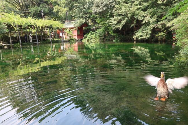 残り1回分の青春18きっぷを使って東京駅から東海道本線・身延線・中央本線に乗り替えぐるっと一周。<br /><br />午前中は富士宮で世界遺産・富士山の資産構成のうち、路線バスで行ける二か所(富士山本宮浅間大社、白糸の滝)を巡ってからご当地グルメ「富士宮焼きそば」を食べてきた。