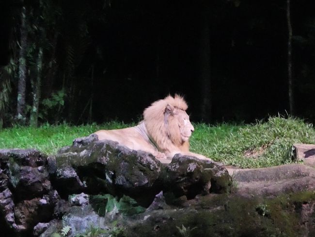 1711  ネットのVoyaginの割引入場券のQRコードをシンガポール動物園の券売所にいって，入場券と交換する．その際多国籍語のバス乗り場5番であることと，10ユーロの追加料金でReceptionで予約をすることが必要だといわれる．1740　まず食事に　Uluulu　Safariレストラン　フードコート風になっている．チキンライスを食べてみよう．18.9ドル　チキンライスにはスープや青菜，ソースや，添物もあって，割と豪華　また割とさっぱりして美味しかった　日本人にはこのくらいの油の量がちょうどいい．1834　レセプションに多言語トラムの予約をとりにいく．第2便の7:25になる．．トゥンブアカ・トライバルダンスを見た後，トラムへ．<br />まあ夜の動物の生態を知るというコンセプトは良いと思う．トレイルをゆっくり歩きながらの観察ならば意味があると思うが，トラムに乗ってだと，暗くてよく見えないし，動物もほとんど動いていないし，カメラもぶれてしまうし，その点では不満が残る．そう思って，ワラビートレイルを歩いたが，やはり暗くてよくわからなかった．コンセプトはいいのだが，見学側にはけっこう不満の残るサファリだね．タクシーで帰る．2115過ぎにホテルに到着