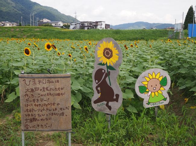 インターネットを見ていると「え!?今頃ひまわり大原野」という表題を発見。<br />大原野には、ひまわり畑があり、今の時期が見頃という。<br />地元の農家やボランティアの人たちによって植えられた、約一万五千本のひまわりが、一面に咲いているようです。<br />近くには、洛西の名社、名刹の大原野神社、正法寺があります。<br />さあ、大原野に向けて出発です。<br /><br />【写真は、洛西のひまわり園です】