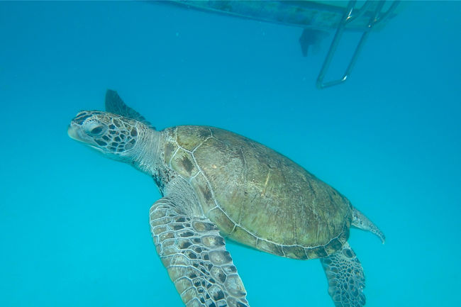 ちょっと遅めの夏休み。<br />マレーシアのレダン島へ行ってきました。<br /><br />できれば、高い！混んでる！のお盆休みは避けたい。<br />今年はお盆休みをずらせるかもー？<br />という曖昧な感じでなかなか夏休みが決まらず…<br />旅行の予定が全く立てられず焦るばかり。<br /><br />やっと休みが決まったのが1ヶ月ちょっと前。<br />KLの航空券がまあまあおトクな感じだったので、<br />取り合えずKLまで取っておいて。<br /><br />なんか時間もないし、いろいろ手配が面倒だったので、<br />KLでだらだらするのもアリかなーと。<br />もしくはペナンとかランカウイでもいいかなー。<br />でも他にマレーシアで行ったことのない島もいいなー。<br />というわけで、行ったことのないレダン島に決定！<br /><br /><br />☆1日目　成田→クアラルンプール<br />☆2日目　KL→レダン島<br />★3日目　レダン島<br />☆4日目　レダン島<br />☆5・6日目　レダン島→クアラトレンガヌ→KL→成田