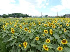 埼玉・蓮田ひまわり畑2019～10万本の見事なひまわり～