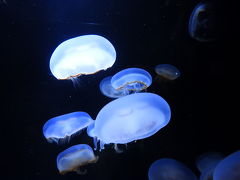 ２０１９年９月 庄内 その２ 加茂水族館