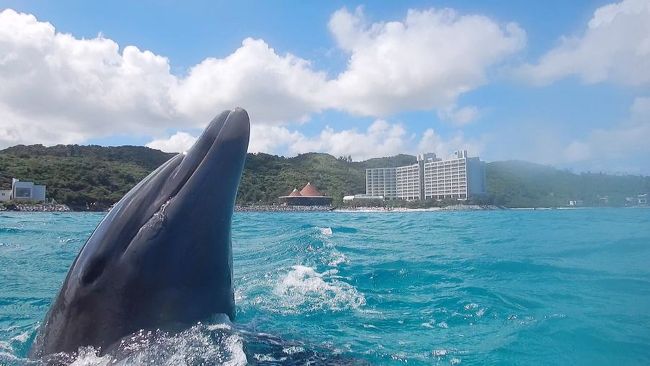 2019　沖縄　ルネッサンスリゾートオキナワ３日目です。<br /><br />最終日はイルカと遊ぶ、ドルフィンオーシャンパラダイス。<br />初めてイルカと遊びました！<br />感動～～～。