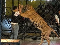 9歳12歳子連れ家族旅行バンコク④グラブでシーラチャタイガーズーへ。その後シャングリラホテルへ。