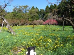 花いっぱいの札幌で散歩