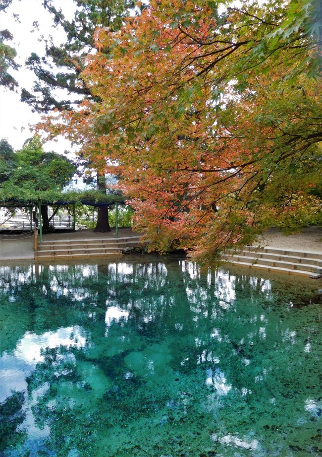 ツアーで長門市の大寧寺に行き、その後は美祢市です。<br /><br /> まずランチへ。<br />そのあと別府弁天池でコバルトブルーの水を見ました。<br />ここはパワースポットだとか。<br /> 最後は個人の庭に行きました。<br />大きな石にびっくり。<br />よく運んだものだな・・・と。<br /><br /> 大寧寺は別の旅行記に掲載をしています。