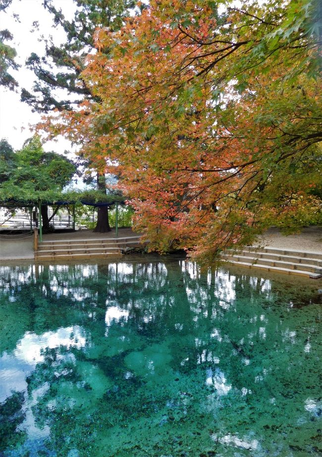 　ツアーで長門市の大寧寺に行き、その後は美祢市です。<br /><br />　まずランチへ。<br />そのあと別府弁天池でコバルトブルーの水を見ました。<br />ここはパワースポットだとか。<br />　最後は個人の庭に行きました。<br />大きな石にびっくり。<br />よく運んだものだな・・・と。<br /><br />　大寧寺は別の旅行記に掲載をしています。