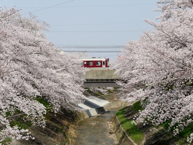 桜が満開のころ，奈良と吉野に行った．研究会での役得だ．私の仕事は午後，今回は招待ではないのでホテルは自分で選ぶ．3月と同じ，奈良プラザホテルに2泊にした．この間仕事が忙しくて疲れたいたので，4月7日はゆっくりと出発．佐保川の満開の桜を楽しむ．その後大安寺に大好きな仏像を見に行く．帯解寺にも行ったが，安産祈願の人でごった返していた．1500から研究会．翌日は吉野へ，吉野山を巡り，桜を愛で，大和八木でレンタカーを返し，1805発特急で名古屋へ．タクシムによって，8月のトルコ行きの相談をする．ホテルマイステイズ泊．この日もゆっくりして1157発のぞみ14号で帰京，午後から仕事した．仕事のついでの役得ではあったが，桜を十分に愛でることができた．ここではNH35便と宿泊のホテルを紹介．また一度は行ってみたかった佐保川の満開の桜を掲載した．他の海外旅行のブログなどで作成が遅くなってしまった．