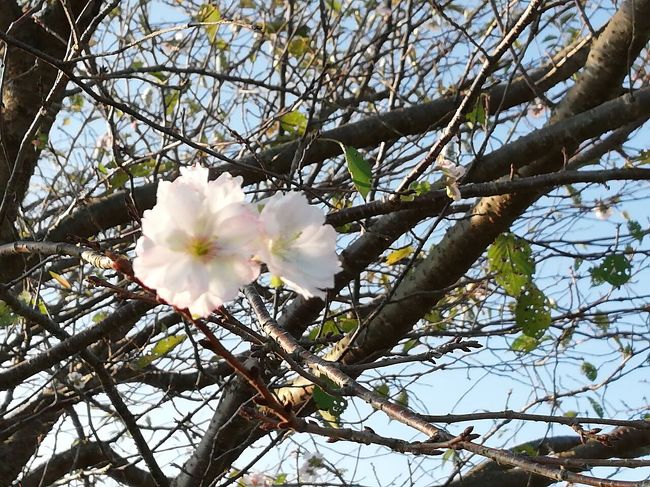 種類は不明ですが咲いてる桜見っけた<br /><br />場所は東京方面から常磐道で水戸IC で降りて50号を左折して200m位先の加倉井の交差点を右折、城里町方面に向かっていく途中の右側で2ｹ所で見っけました。